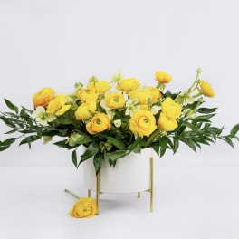 Yellow ranunculus arrangement in a white vase with gold stand