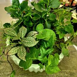 Potted arrangement of assorted green houseplants in a white container