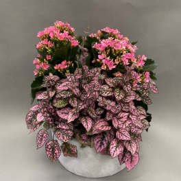 Potted plant with pink flowers and speckled pink-and-green leaves