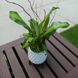 Potted green plant with long leaves in a white textured pot