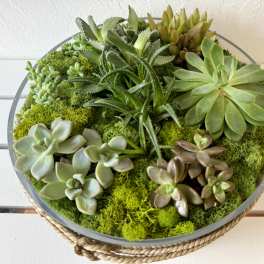 Florida Grown Succulent Garden