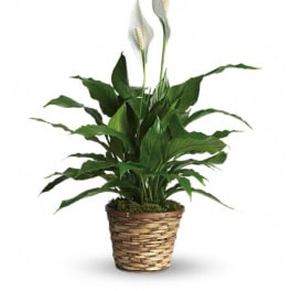 Potted peace lily plant with white blooms in a woven basket