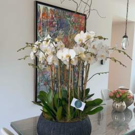 Tall white orchid arrangement in a dark textured planter