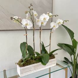 White orchids arranged in a rectangular planter with moss