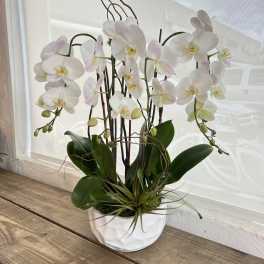 White orchid plant in a white pot with broad green leaves