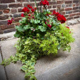 Large Premium Red Geranium Hanging Basket
