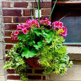 Assorted Begonia or Geranium Hanging Basket