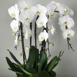 White orchids arranged in a white pot with moss and dark green leaves