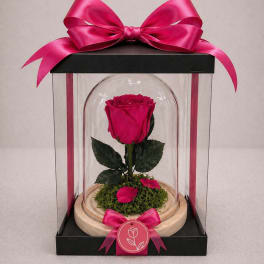 Forever Rose – Fushia (Height: 6.69 ")