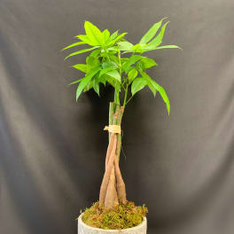 Braided money tree plant in a gray cylindrical pot with moss on top