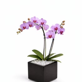 Lavender Orchid Cube