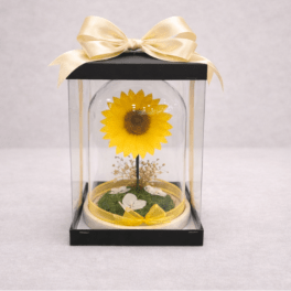 Single yellow sunflower under a glass dome in a black gift box with a large ivory ribbon bow.