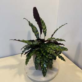 Potted calathea plant with long patterned leaves