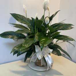 Potted peace lily with white blooms and a ribbon bow