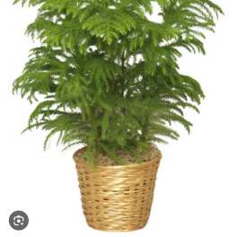Potted green fern-like plant in a woven basket
