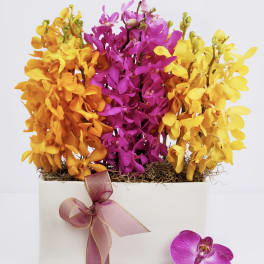Bright orchid arrangement in a white box with a pink ribbon