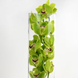 Green orchid stems in a tall glass vase with black stones