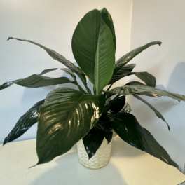 Potted green plant with broad glossy leaves in a woven basket