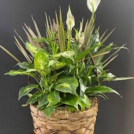 Basket planter with white calla lilies and assorted green foliage