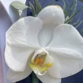 White orchid boutonniere with blue ribbon