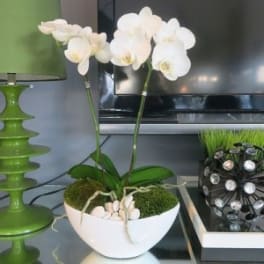 White orchid plant in a white bowl planter with moss and stones