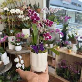 Potted purple orchid with a decorative butterfly in a white planter