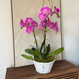 Pink orchid plant in a white wicker basket on a table