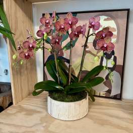 Potted pink orchids in a round wooden container