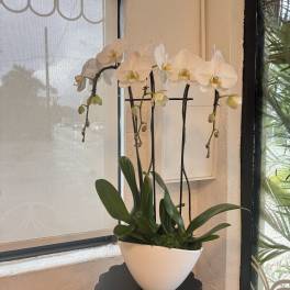 White orchid plant in a white ceramic pot on a small table