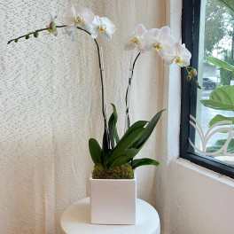 White orchids in a square white pot on a small table