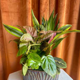 Potted tropical foliage arrangement in a striped ceramic planter