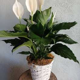 Peace lily plant with white blooms in a white woven basket