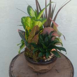 Mixed potted foliage arrangement in a decorative bowl