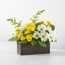 Golden Daisy Garden Box