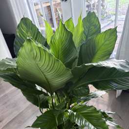 Large green potted plant in a woven basket