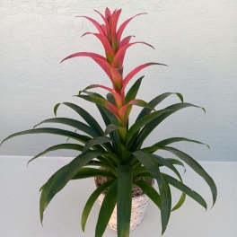 Potted bromeliad with pink-red flower spike and long green leaves