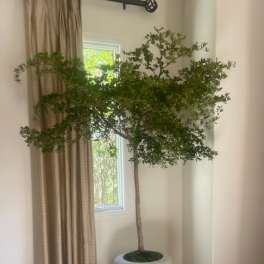 Tall potted indoor tree in a white planter beside a window