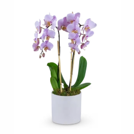 Phalaenopsis Orchid Pink *2 spike