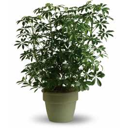 Potted green houseplant with glossy leaves in a green container