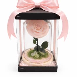 Single pale pink rose in a clear display box with a pink ribbon