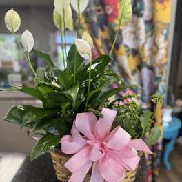 Potted peace lily arrangement with white blooms and a pink ribbon in a wicker basket