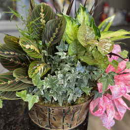 Mixed potted plant arrangement with patterned leaves in a decorative container.