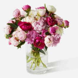 Pink and white peonies arranged in a clear glass vase