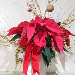 Poinsettia arrangement in a white vase with gold decorative branches