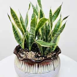 Golden Snake Plant(sansevieria) in Premium Ceramic Planter