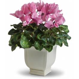 Pink cyclamen in a white ceramic planter