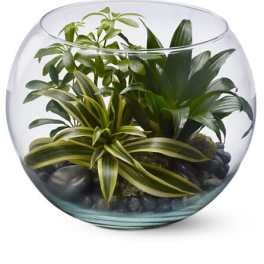 Glass bowl terrarium with assorted green houseplants and black stones