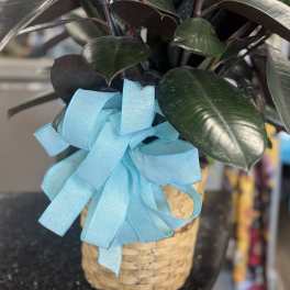Potted rubber plant with glossy dark leaves and a blue ribbon in a woven basket
