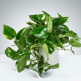 Modern Potted Pothos