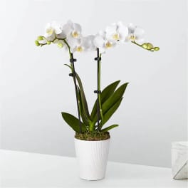 White orchid plant in a white pot